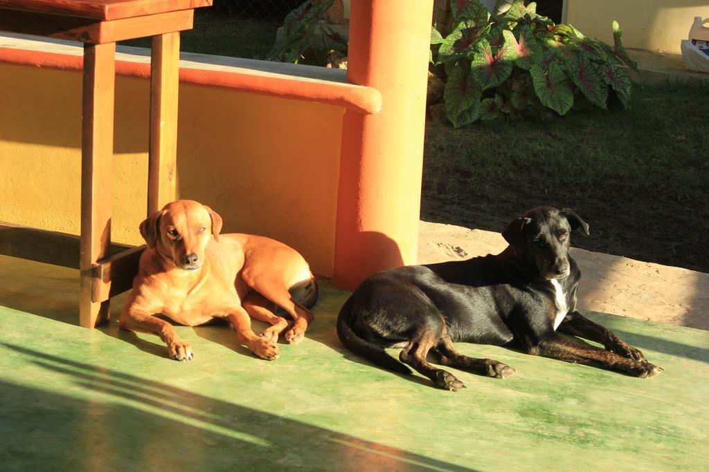 Gipsy Ranch Rooms Cabarete Exterior photo